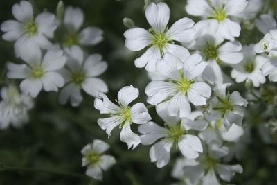 Close-up of white flowering plants in park