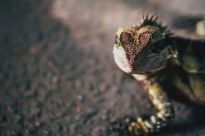 Close-up of lizard