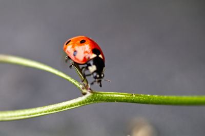 Close-up of ladybug on leaf