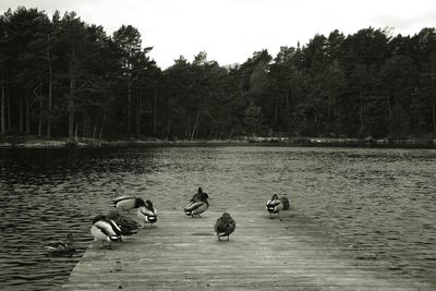 Birds perching on swans by lake against sky