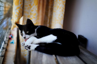 Black cat looking away at home