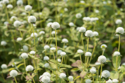 Close-up of flowers blooming outdoors