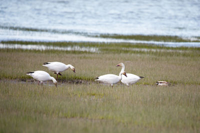 Snow geese feeding in grasses on the st. lawrence river shore