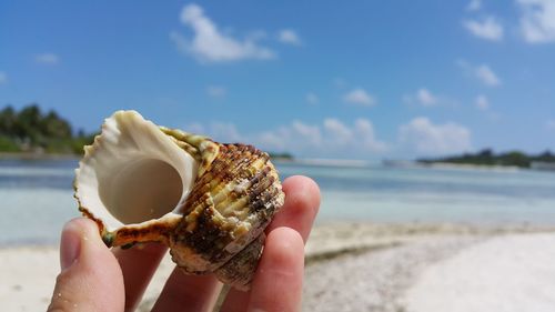 Cropped hand holding shell at beach