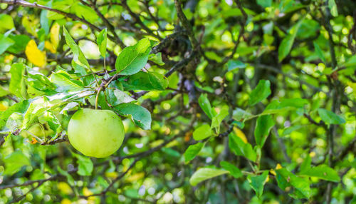 Close-up of fruits growing on tree