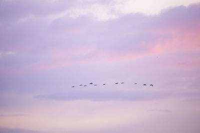 Low angle view of birds flying in sky