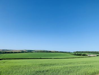 Scenic view of agricultural field against clear blue sky