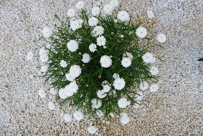 High angle view of flowering plant during winter