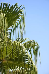 Low angle view of palm tree against clear blue sky