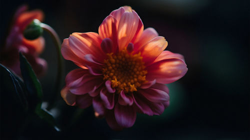 Close-up of yellow flower