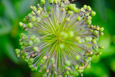 Close-up of flowering plant