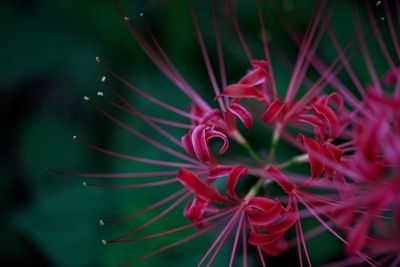 Close-up of red flowering plant