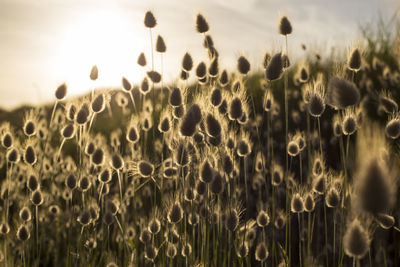 Close-up of flowers growing on field