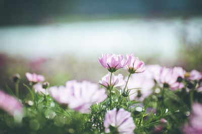 Close-up of pink flowering plants on field