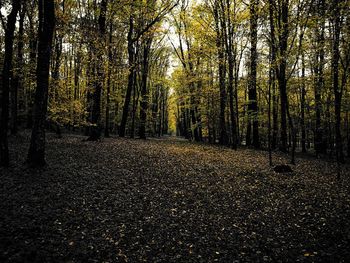 Trees in forest during autumn