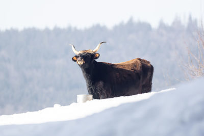 Horse in a snow