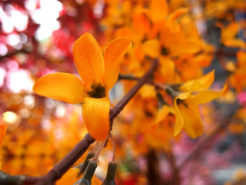 Close-up of yellow flowers blooming on tree