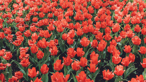 Full frame shot of red flowers