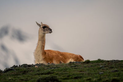 Donkey standing on field against sky