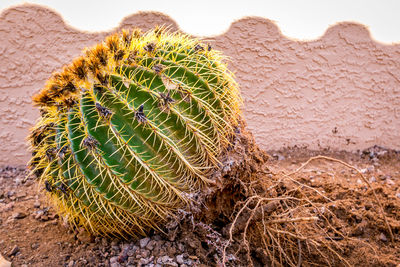 Close-up of cactus growing in desert against sky