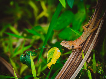 Close-up of frog on leaf