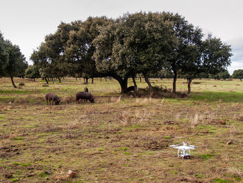 View of sheep on field