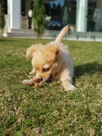 Dog in a field