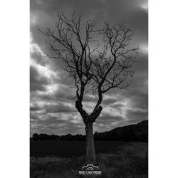 Bare tree on field against sky