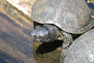 Close-up of lizard on rock