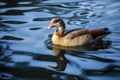 View of egyptian goose in lake