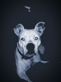 Close-up portrait of dog against black background