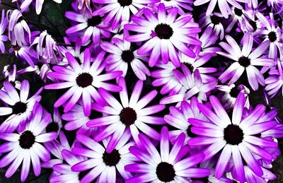 Close-up of flowers blooming outdoors
