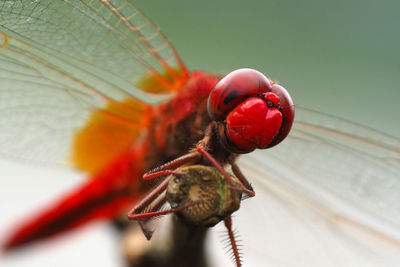 Close-up of dragonfly on stick