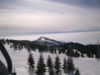 Scenic view of forest against sky