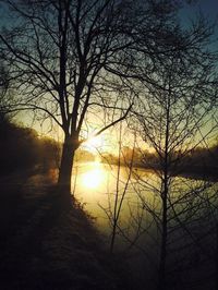 Sun shining through trees