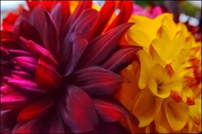 Close-up of yellow flowers blooming outdoors