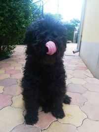 one animal