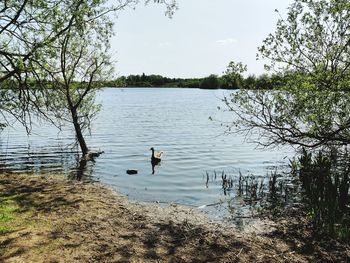 View of ducks swimming in lake