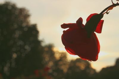 Close-up of red rose flower against sky