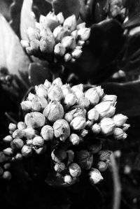 Close-up of flowers blooming outdoors