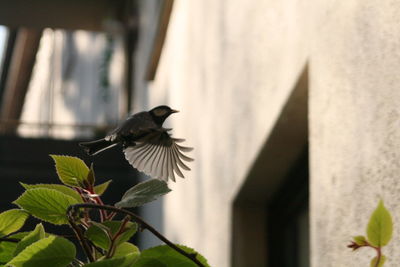 Close-up of bird perching on leaf