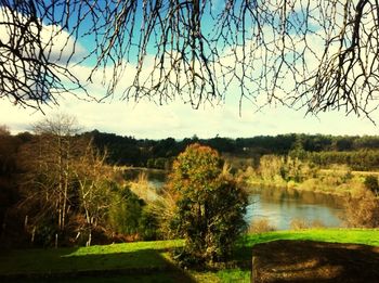 Bare trees on landscape