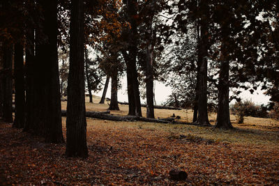 Trees growing on field in forest during autumn