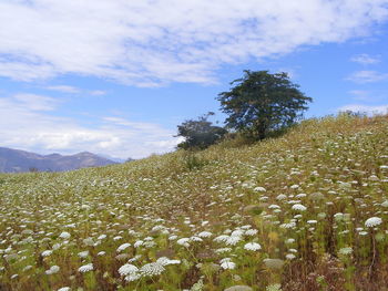 Scenic view of landscape against cloudy sky