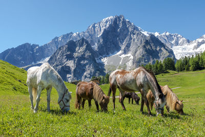 Horses grazing in a field