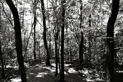 Trees in forest