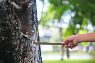 Cropped hand feeding squirrel at park