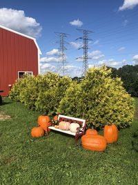 View of pumpkins on field against sky