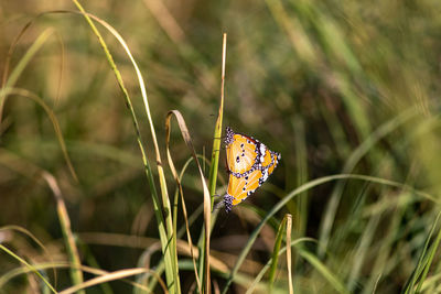 Close-up of butterfly pollinating on flower