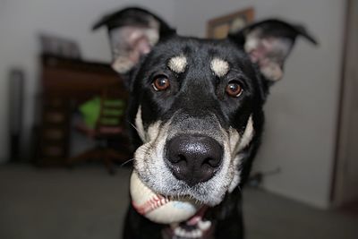 Portrait of black dog holding camera at home